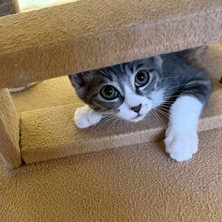 7/27西千葉ෆ⃛物怖じしませんෆ⃛ジタンちゃん