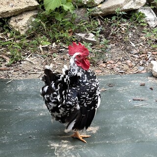 チャボ（オス）の里親を探しています