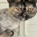 エキゾチックショートヘアー