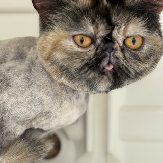 エキゾチックショートヘアー