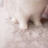ペットの旅立ち さん