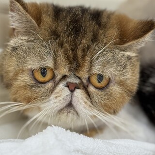 エキゾチックショートヘアー