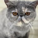 エキゾチックショートヘアー