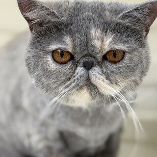 エキゾチックショートヘアー