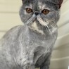 エキゾチックショートヘアー サムネイル2