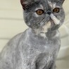 エキゾチックショートヘアー サムネイル3
