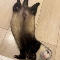 フェレット　里親募集