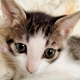 お膝でゴロゴロ甘えん坊♥みあ