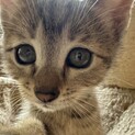 わんぱく茶キジ？の子猫ちゃん♪