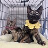 7/13幕張ෆ⃛好奇心旺盛ですෆ⃛ゆきちゃん サムネイル4