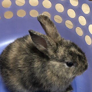 過酷な飼育状況から保護しました