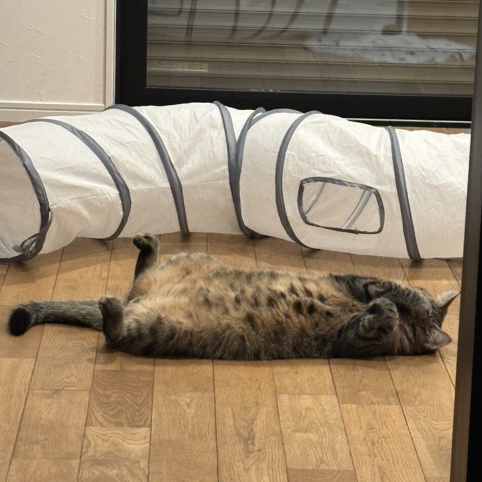 ノエルのカバー写真