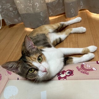 10/5西千葉ෆ⃛抱っこ大好きෆ⃛テラちゃん