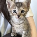明るめ茶キジの子猫ちゃん∗*ﾟ