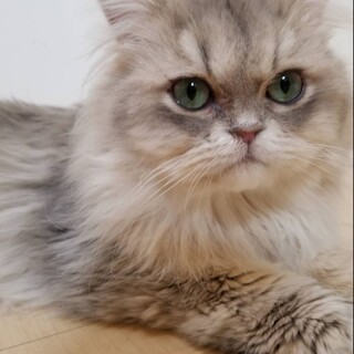 ペルシャの1才おとこの子〜めずらしい毛色〜