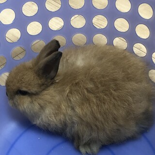 過酷な飼育状況から保護しました