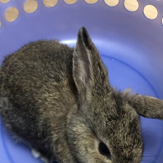 過酷な飼育状況から保護しました