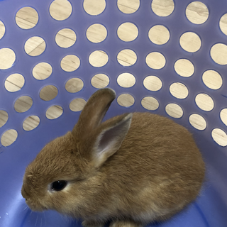 過酷な飼育状況から保護しました