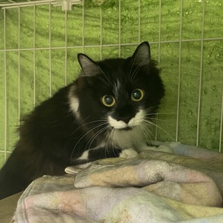 お目々クリクリGIRL 中毛黒白『ミミ』