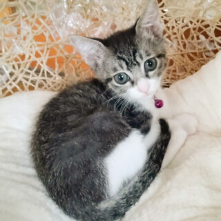 募集停止人の側が好きで甘えん坊♥とわ