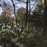 ねこねむねむ