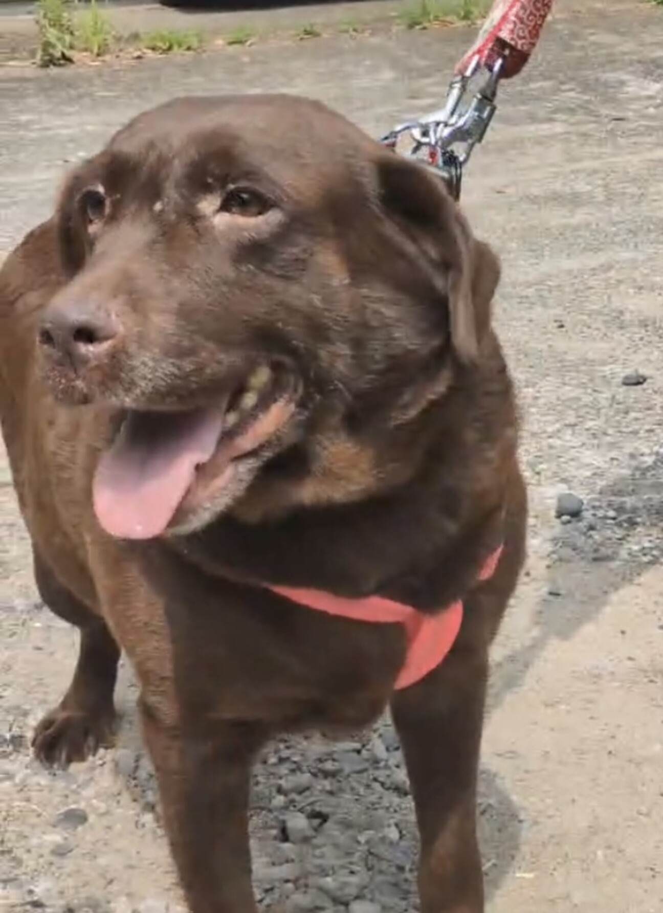 ロイヤルドルトン　ラブラドールレトリバーの親子 ロイヤルドルトン ラブラドールレトリバーの親子 ロイヤルドルトン