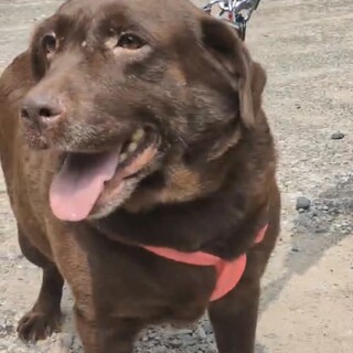 ラブラドールの女の子