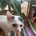 生後1ヶ月半の可愛い子猫です！
