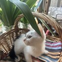 生後1ヶ月半の可愛い子猫です！