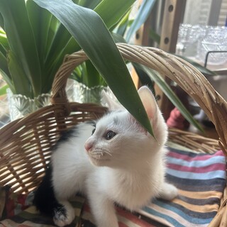 生後1ヶ月半の可愛い子猫です！