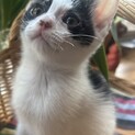 生後1ヶ月半の子猫です！