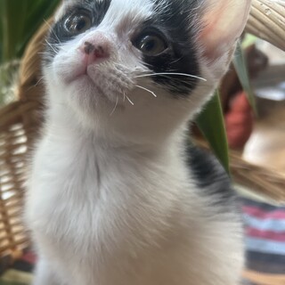 生後1ヶ月半の子猫です！