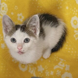 （里親様決定）人が好きな構ってちゃん・めるくん