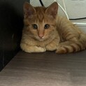 茶白・茶トラ子猫兄弟
