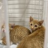 茶白・茶トラ子猫兄弟 サムネイル2