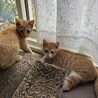 茶白・茶トラ子猫兄弟 サムネイル3