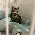 犬・妹と仲良し！抱っこして〜！キジ猫レンくん