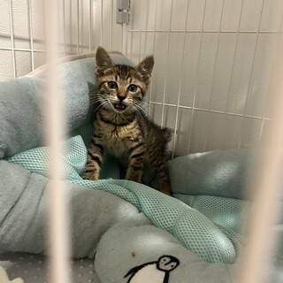 抱っこして〜！キジ猫赤ちゃんレンくん