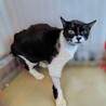 負傷していたところを保護した子「椿(つばき)」