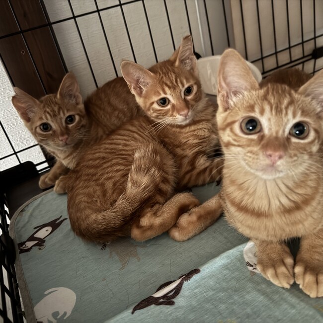 beckoning catのカバー写真