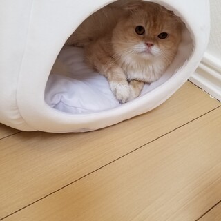 スコティッシュの1才おとこの子〜