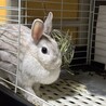 おもちちゃん可愛がっていただける方 サムネイル2
