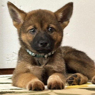 生後二ヶ月・人が好き甘えん坊おす子犬