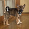 生後二ヶ月・人が好き甘えん坊おす子犬 サムネイル2
