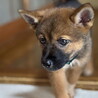 生後二ヶ月・人が好き甘えん坊おす子犬 サムネイル3