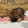 生後二ヶ月・人が好き甘えん坊おす子犬 サムネイル4
