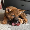 生後二ヶ月・人が好き甘えん坊おす子犬 サムネイル5
