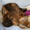 生後二ヶ月・人が好き甘えん坊おす子犬 サムネイル6