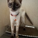 多頭飼育崩壊の猫たちの里親募集！【にこちゃん】