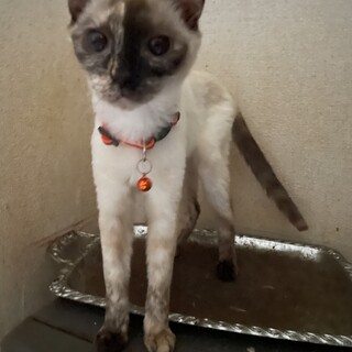 多頭飼育崩壊の猫たちの里親募集！【にこちゃん】